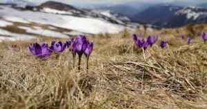 प्रार्थना