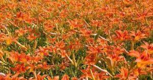 part 2 हिन्दी