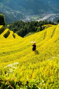 mountains, plateau, step, field, nature, people, rice, countryside, outdoors, agriculture