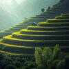 Lush green terraced rice fields with a rustic hut under soft sunlight.