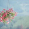 Capture of vibrant pink petunias in a hanging pot against a blurred natural background.