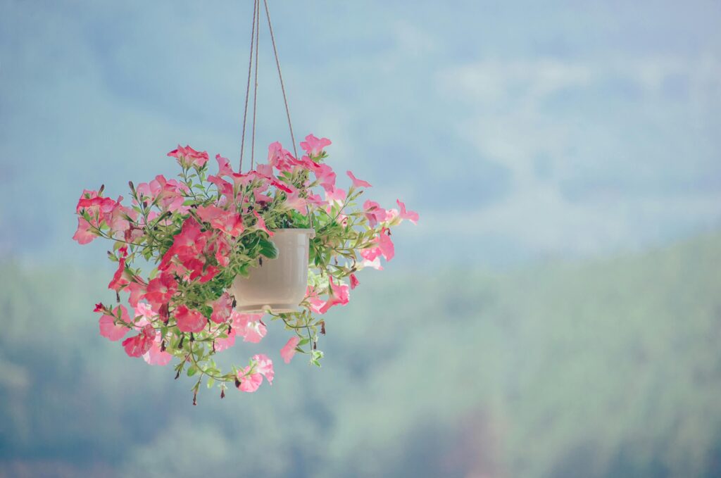 "पकी फसल तो बहुत है, परन्तु मज़दूर थोड़े हैं"। 12 Capture of vibrant pink petunias in a hanging pot against a blurred natural background.